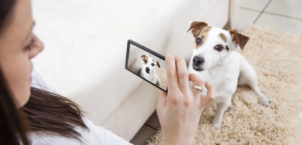 Registro fotográfico de identificación de la mascota