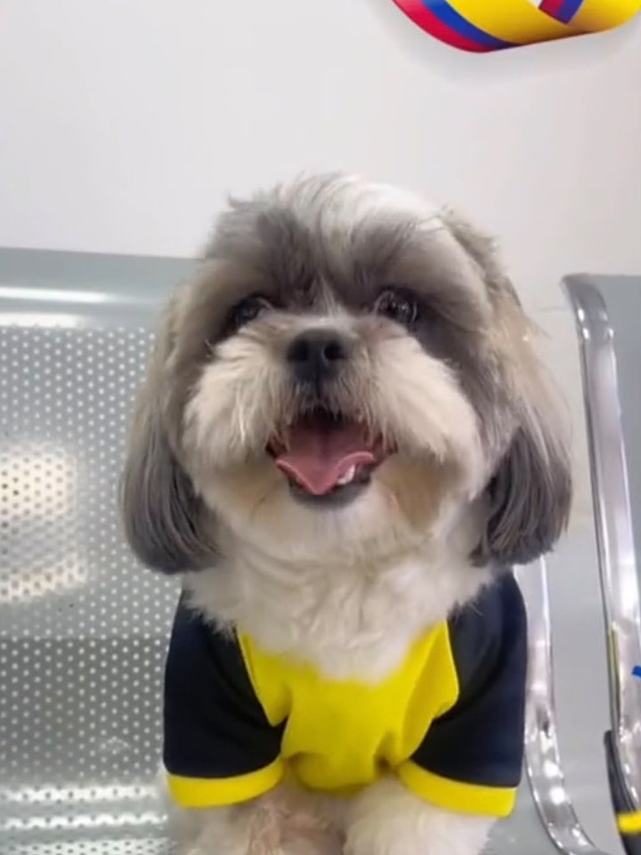 TOMMY